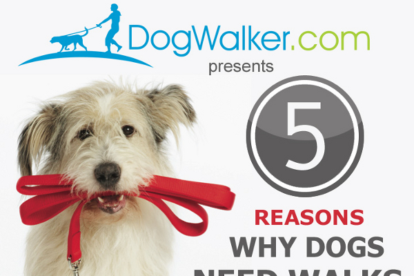 46 Catchy Dog Walking Business Names