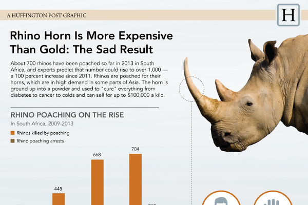 17 Compelling Rhino Poaching Statistics