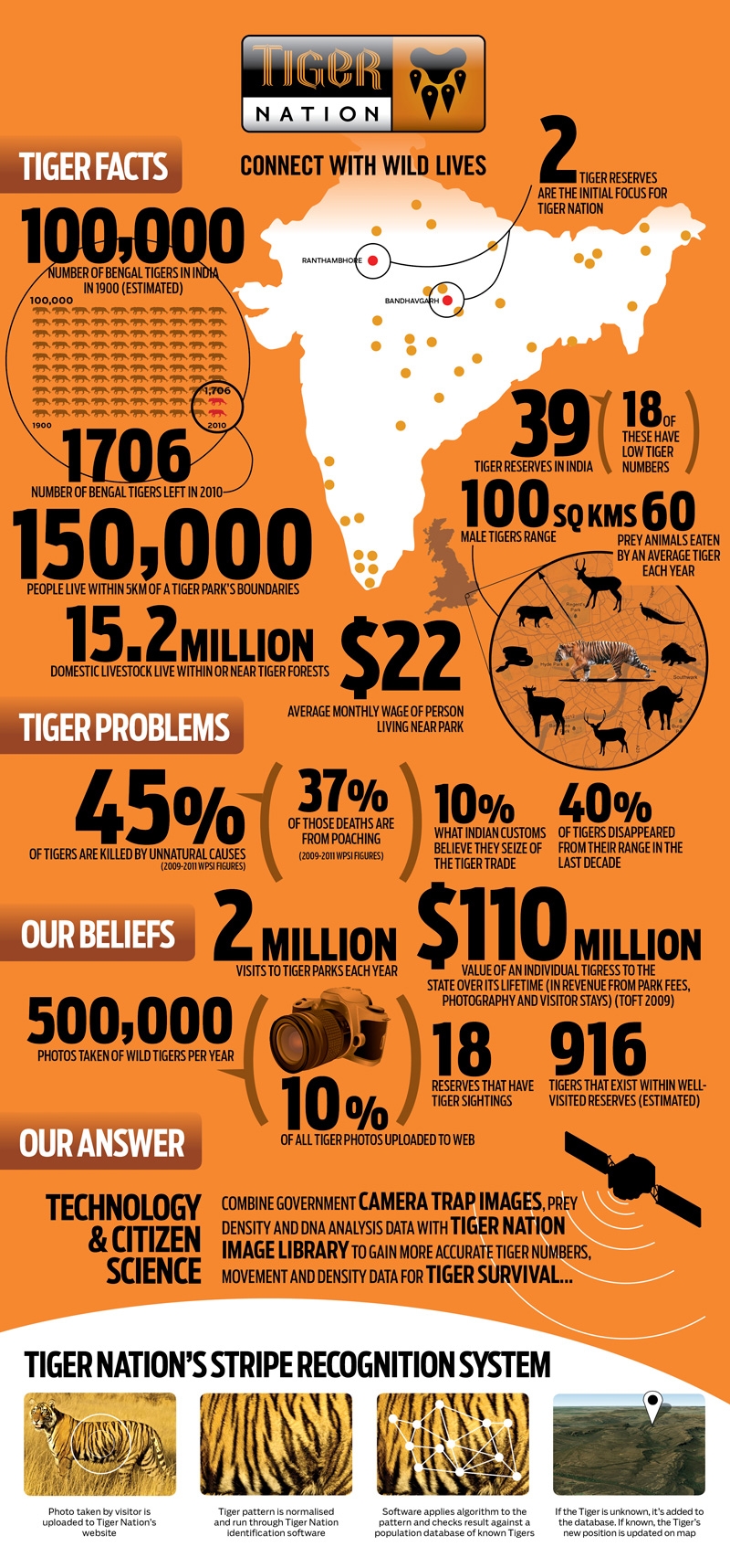 Tiger Facts and Statistics