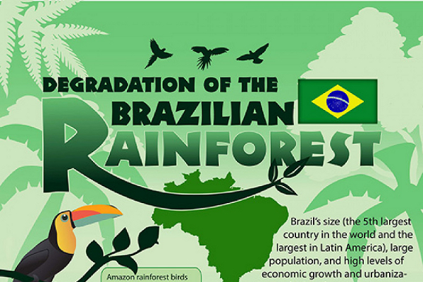 35 Important Rainforest Deforestation Statistics