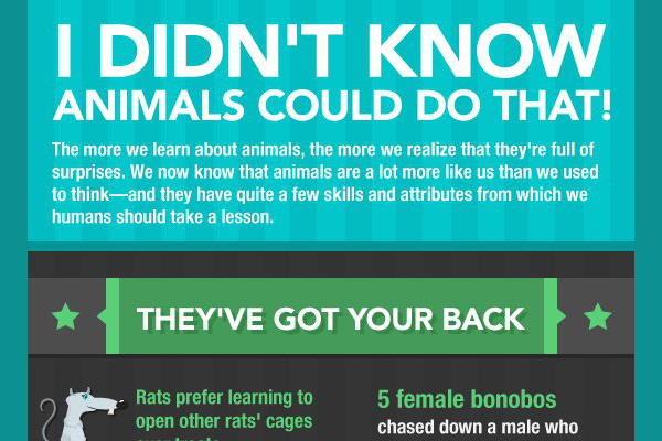 animal testing facts