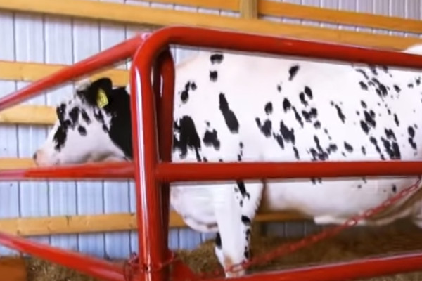23 Great Dairy Promotion Slogans