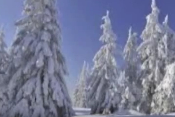 43 Clever Catchy Coniferous Forest Slogans