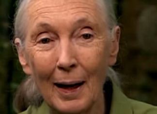 18 Captivating Jane Goodall Quotes