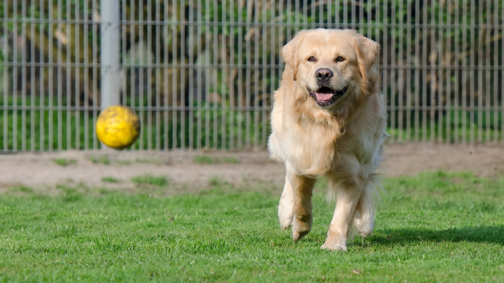 41 Catchy Dog Kennel Slogans BrandonGaille