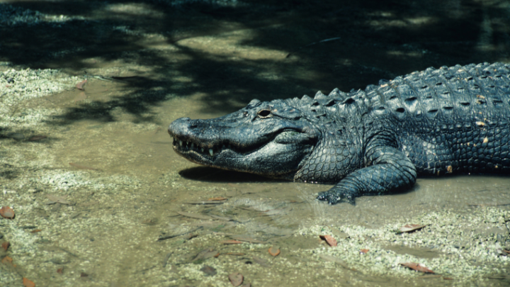 41 Real Catchy Alligator Slogans