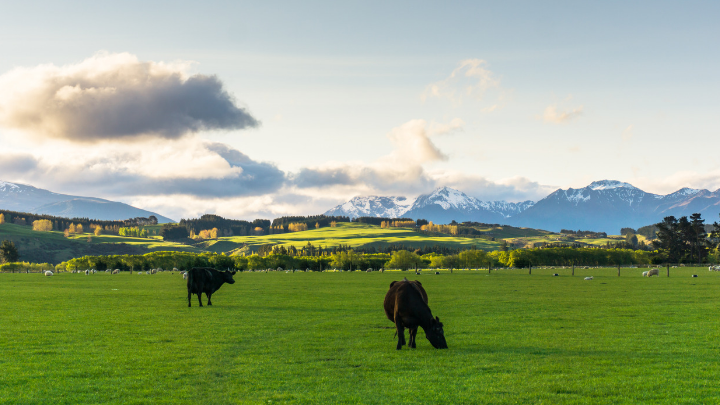 51 Best Cattle Farm Ranch Names BrandonGaille